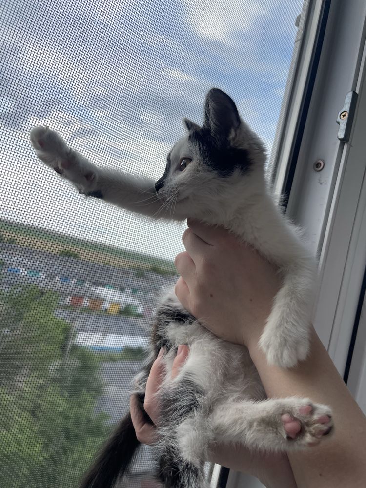 Котенок девочка 2-3 месяца