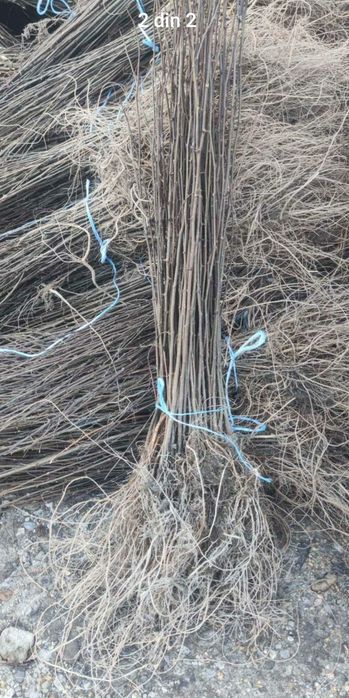 Puieți salcâm fag carpân stejar arin