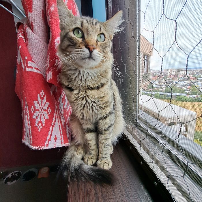 Adoptie motan castrat