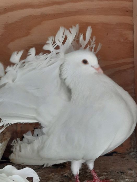 Porumbei de ornament voltati