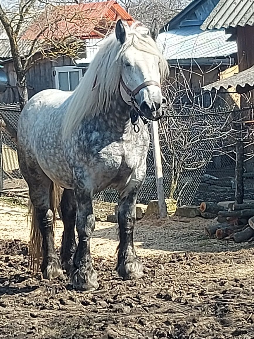 Armăsari pentru montă!