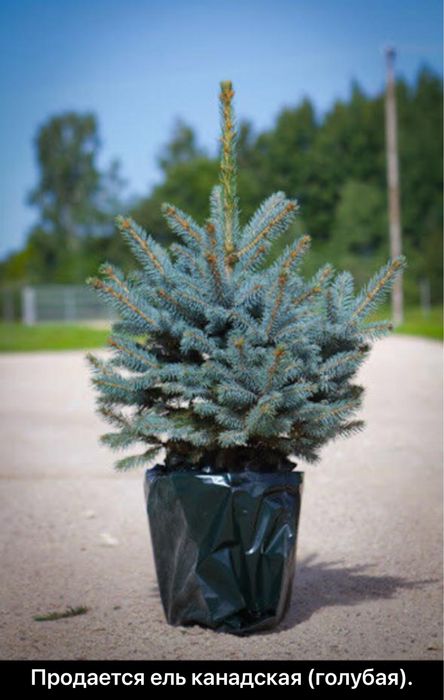 Продается Канадская ель Голубая