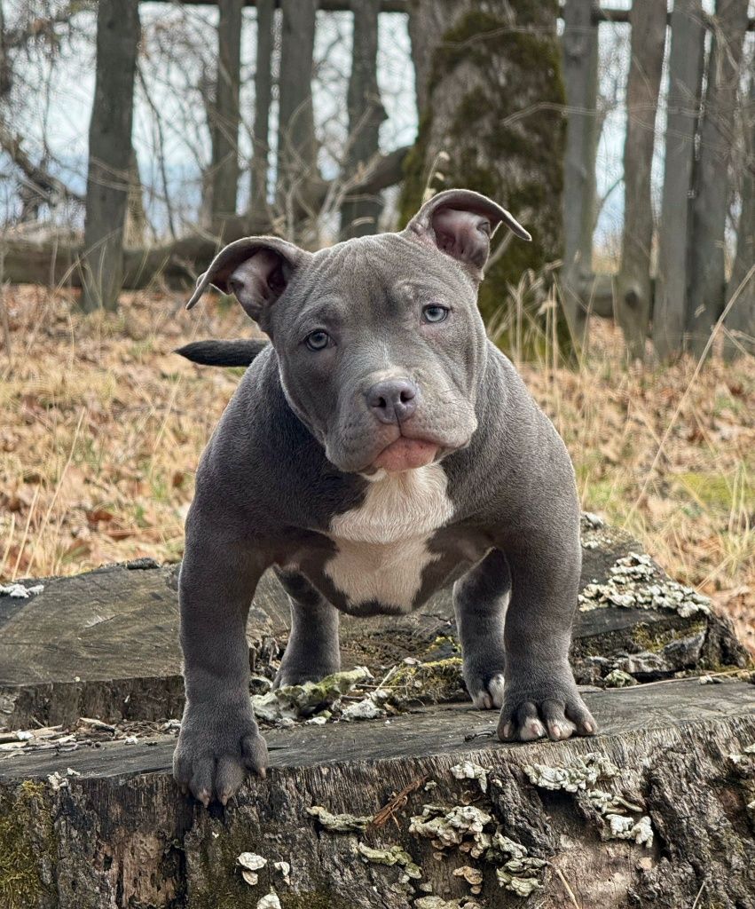 American Bully Pocket