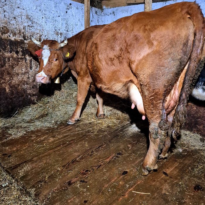 Vand urgent vaca 5 ani gestanta 4 luni