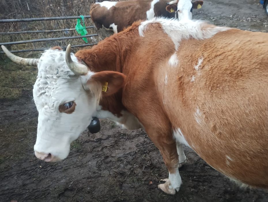 Vind vacă bălțată românească