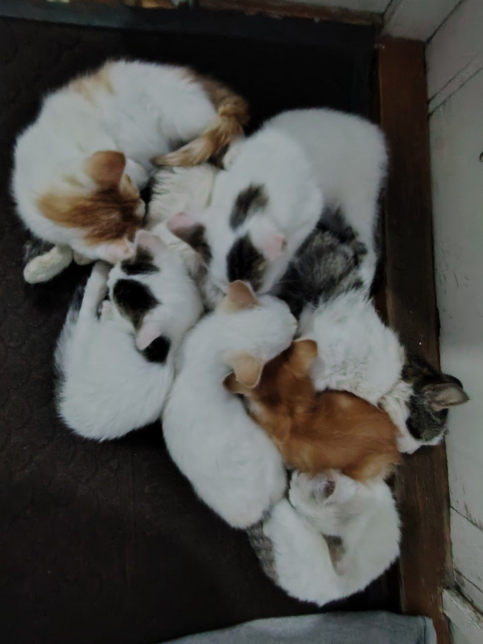 6 котят с мамой, можно забрать и по одному