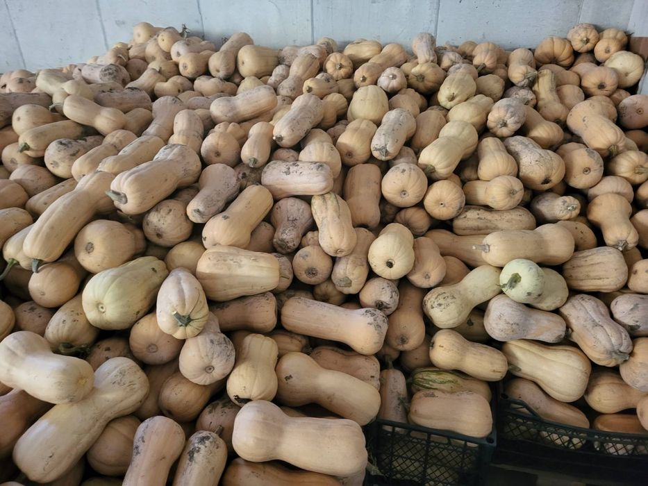 Продавам тиква цена 0.60 лв/кг.