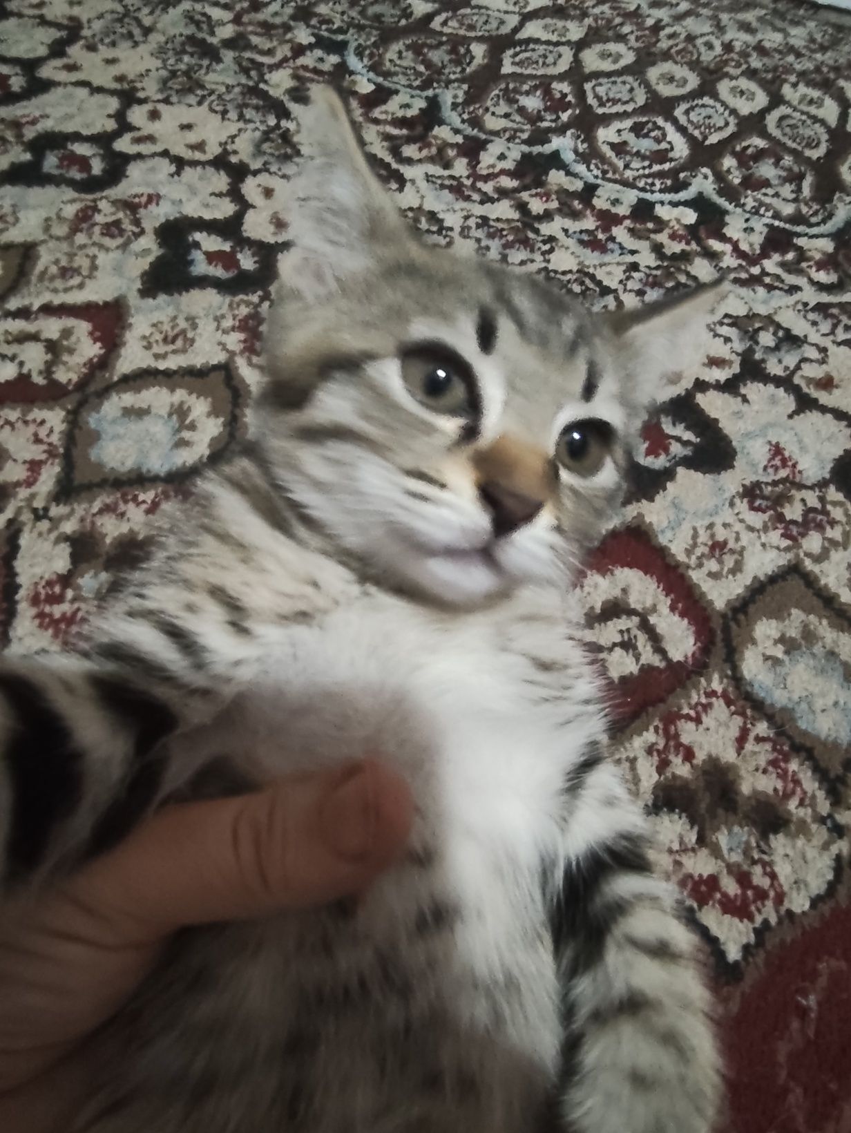 Mushuk hadyaga beriladi oʻgʻil 2oylik lotok biladi suxoy korm yeydi