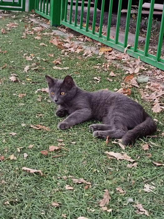 Кошка в хорошие руки