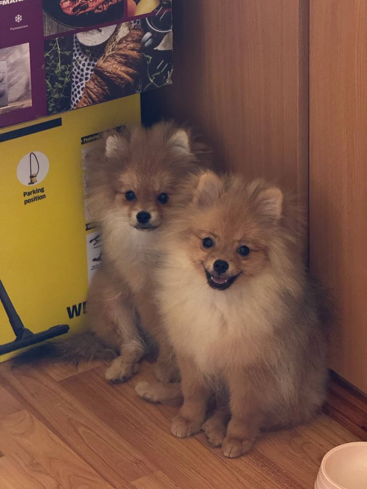 Немецкий шпиц 4 мес