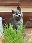 Pisicuță British Shorthair