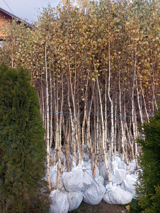 Mesteacăn Tei artar