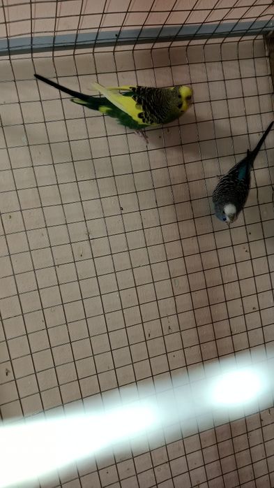 2 волнистых попугая девочка и мальчик