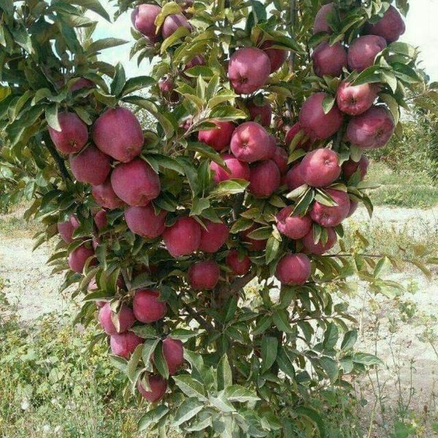 Mevali kuchatlar pakana va yarimpakana