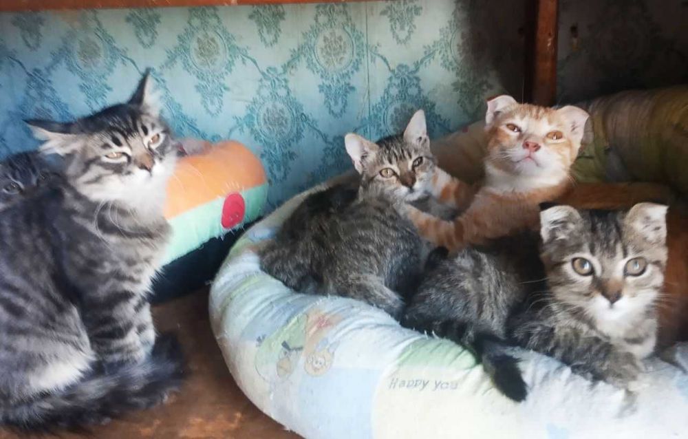 котята в добрые руки. смотрите другие объявления автора.