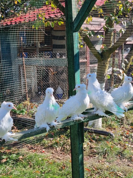 Porumbei creți francezi