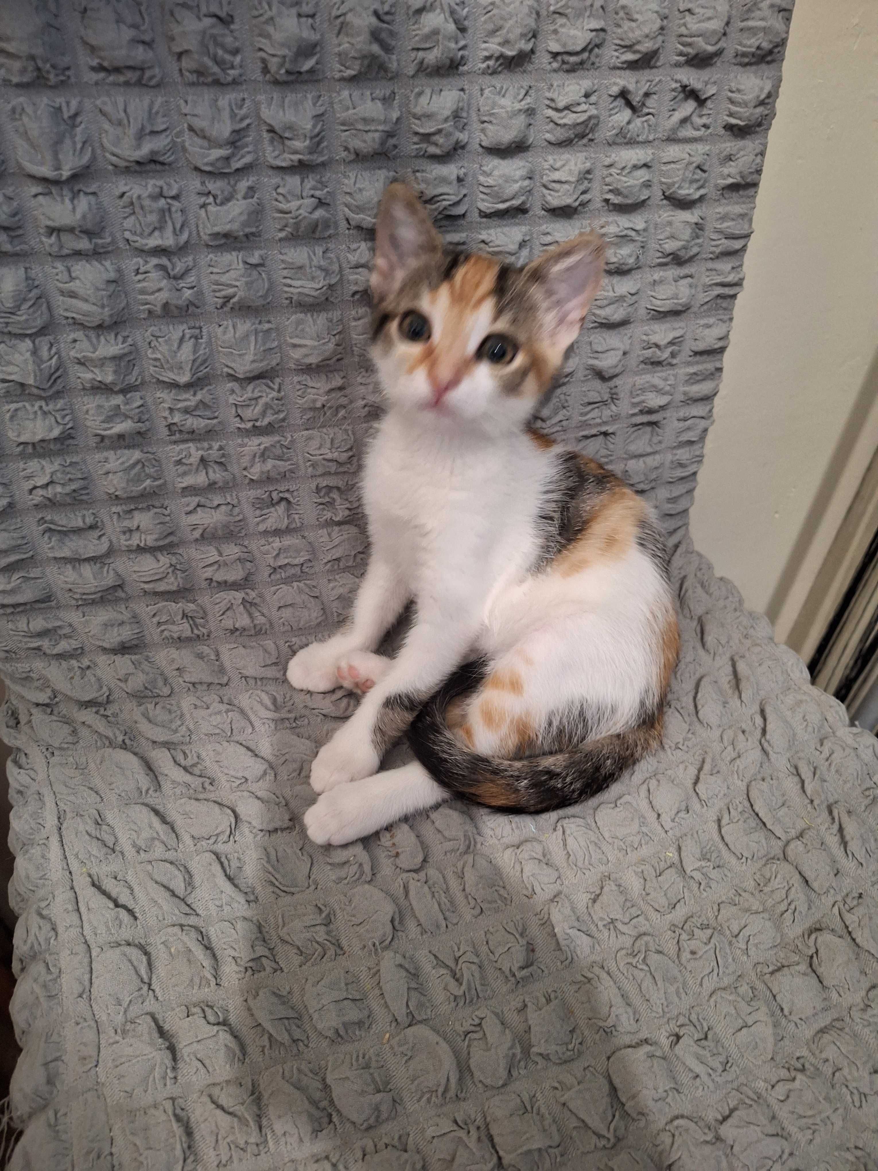 Подарява се коте