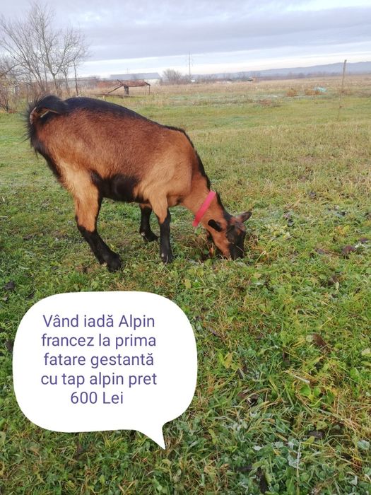 Vând 7 capre și un țap