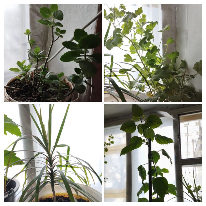 Продам цветы - домашние