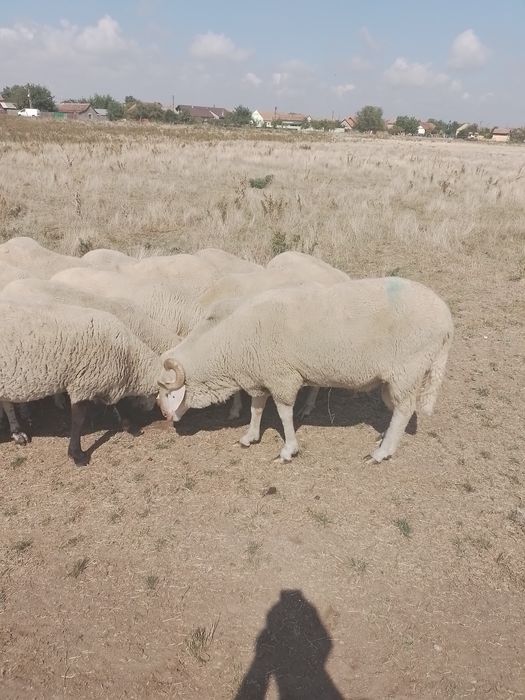 Vând oi țigăi, pe ales
