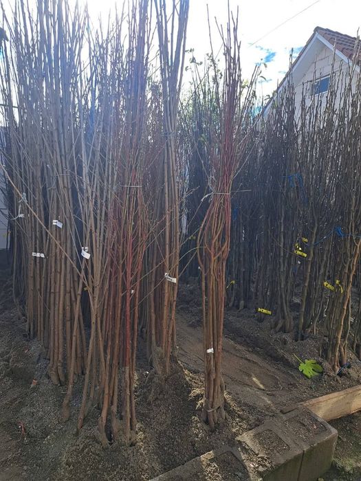 Pomi fructiferi certificati