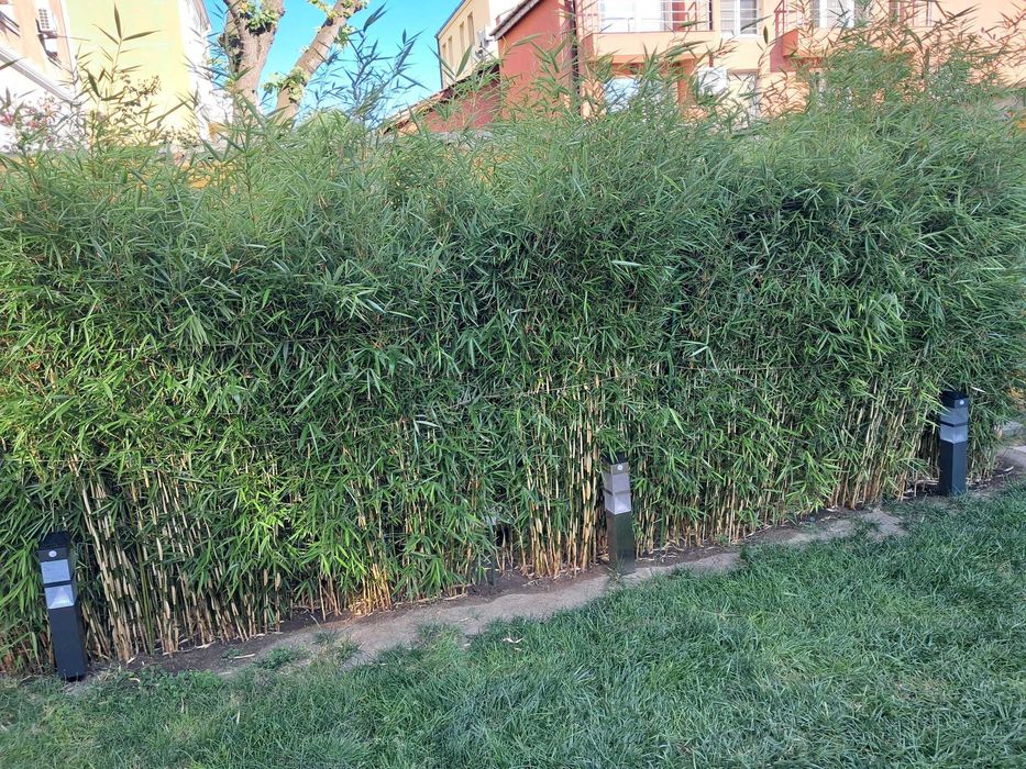 Бамбуково растение Fargesia Murielae Jumbo