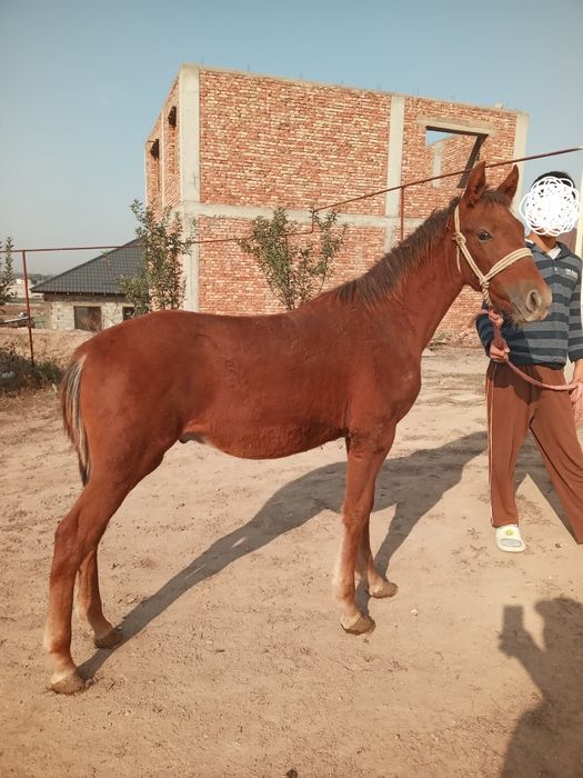 Тай жабагы. Полукровный. Еркек