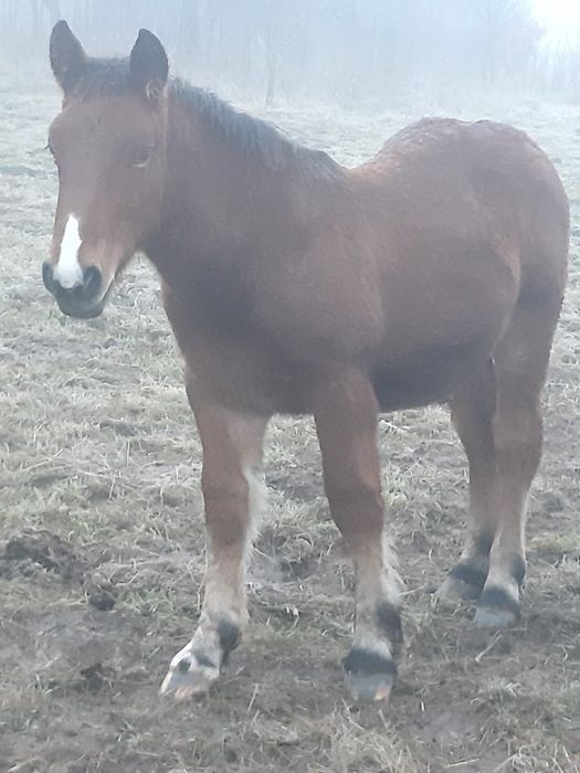 Vând doi mânji de 7 luni sau schimb cu vitei intarcati sau oi