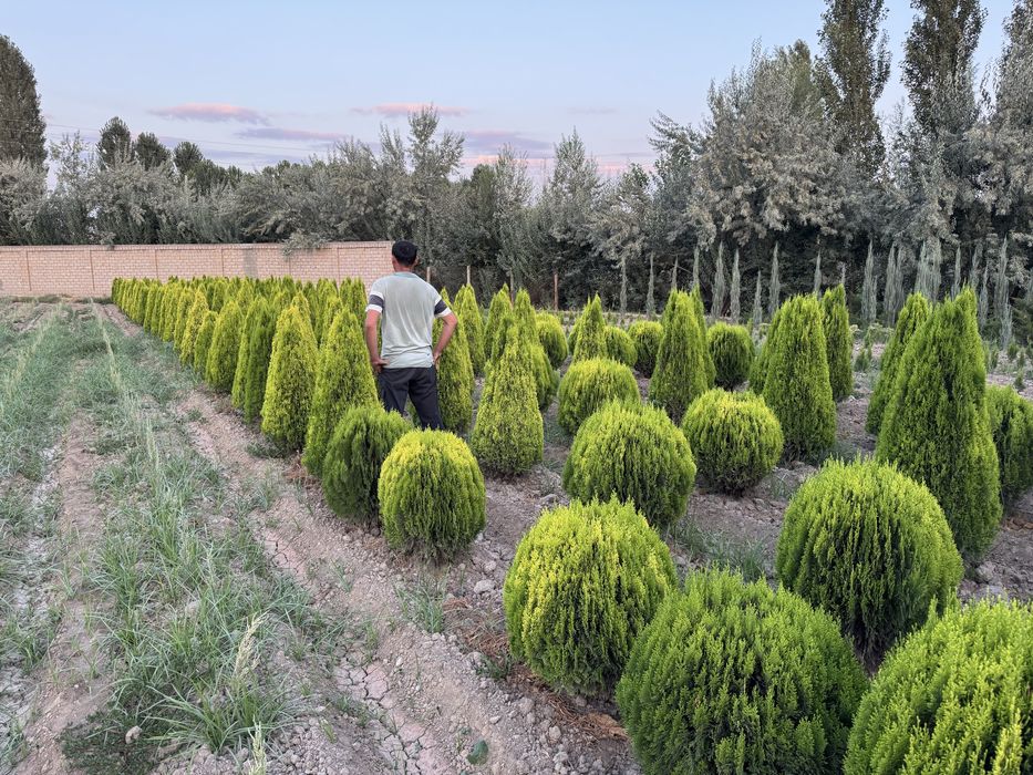 Dekarativniy daraxtlar va archalar