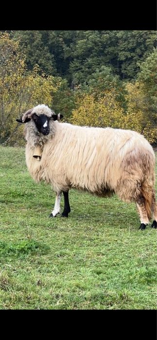 Berbecut de anul acests   breaz de Hateg