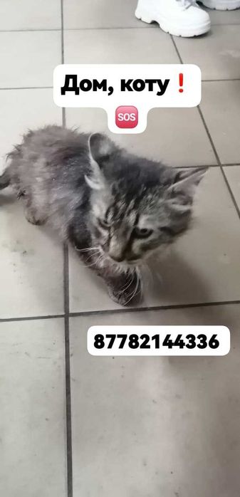Коту нужен дом! Срочно!