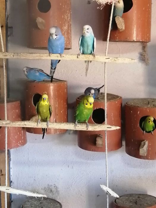 Vand papagal perusi, cantator,kakariki