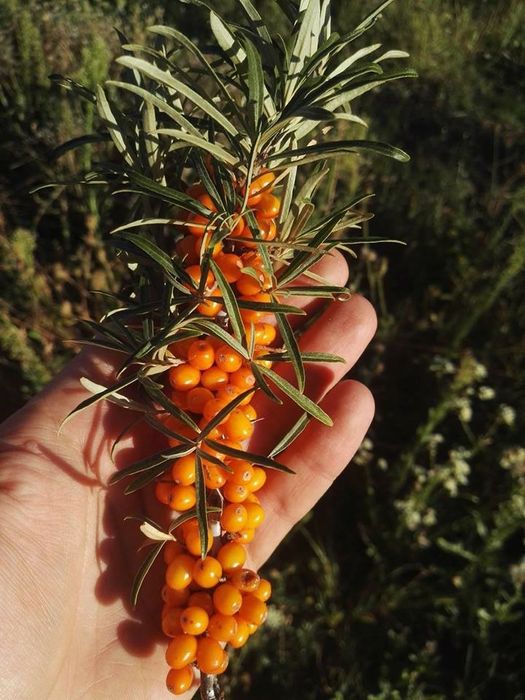Arbusti Fructiferi (Catina Mascul )