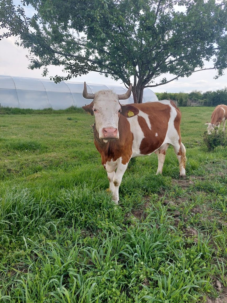 Vând Vacă bălțată