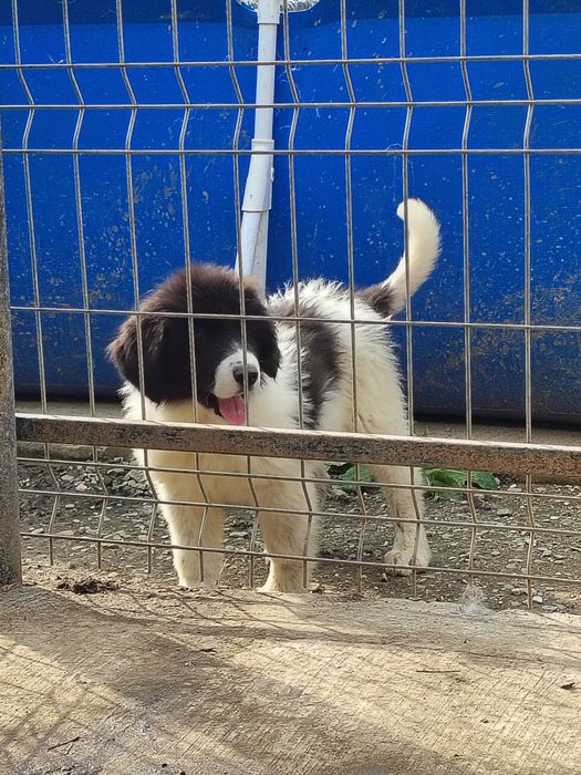 Pui Ciobanesc bucovina