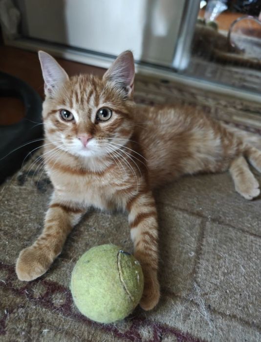 Котятенок скотиш страйт