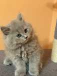 Pisicute British Shorthair