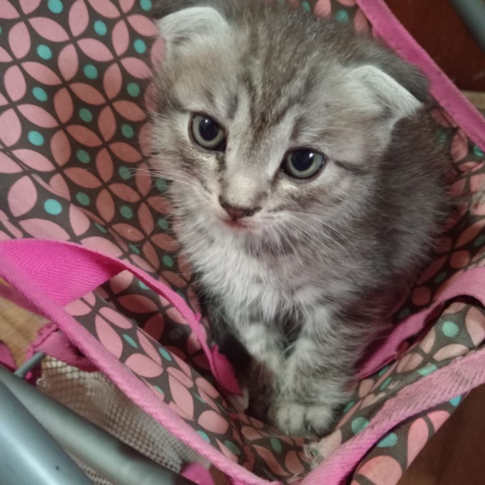 Отдам котят даром, 3 мальчика, 1 девочка