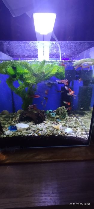 Продам аквариум с рыбками