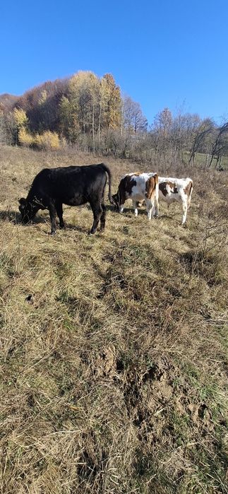 Vând vitei de 5 luni