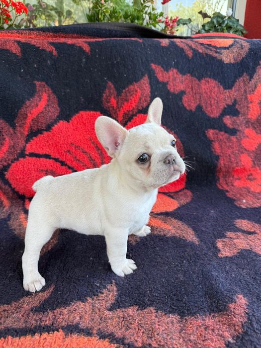 Bulldog francez femelă