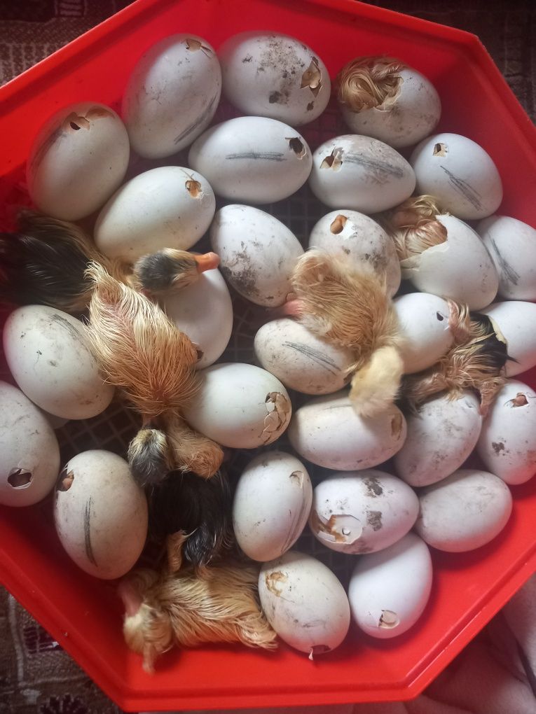 Ouă de gâscă pentru incubat sau consum