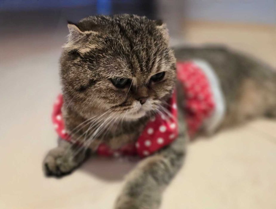 Шотландски клепоухи бебета