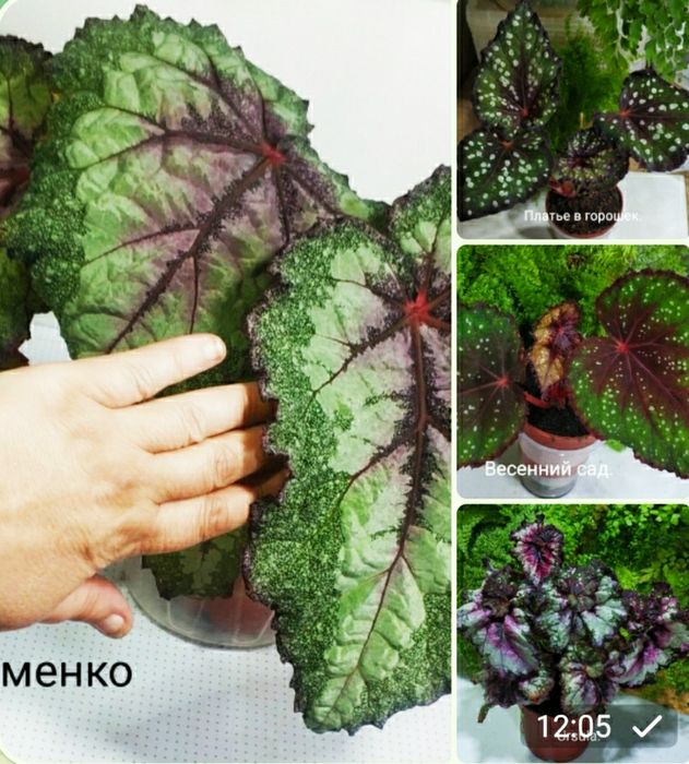 Детки бегоний сортовых