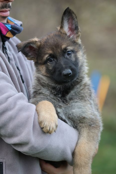 Ciobanesc german canisa autorizata linie de lucru