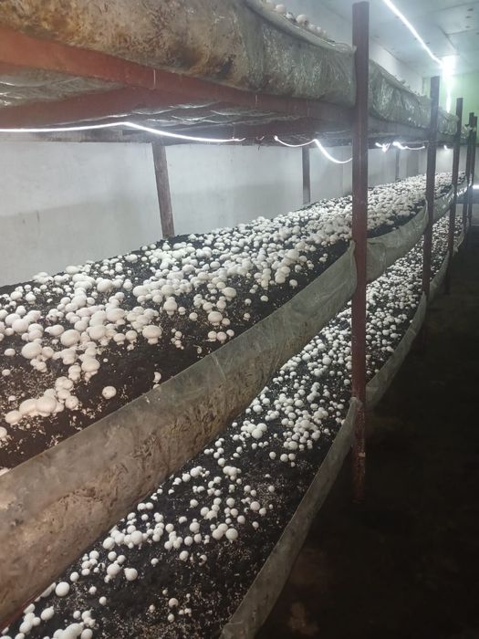 Свежие грибы шампиньоны.