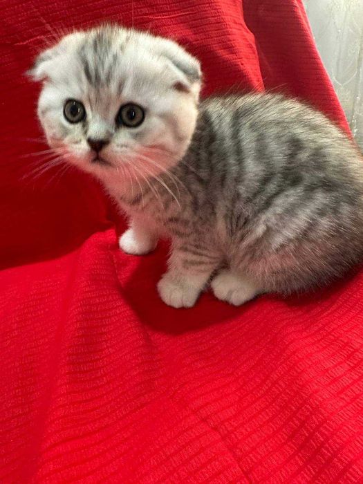 Британский шиншила