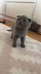 Puiuț british shorthair