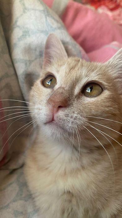 Отдам котенка, девочка