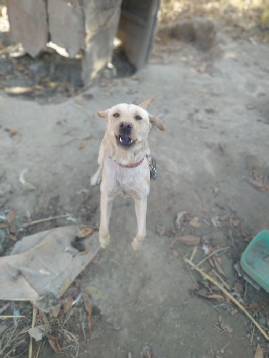 Zotdor it labrador sotiladi